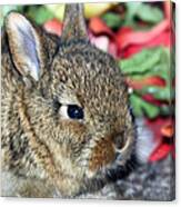 Baby Bunny Rabbit Canvas Print