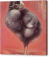 Baby Chick Canvas Print