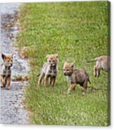 Baby Coyotes On The Run Canvas Print