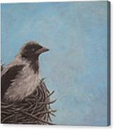 Baby Crow Canvas Print