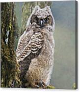 Baby Great Horned Owl Canvas Print