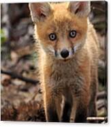 Baby In The Wild Canvas Print