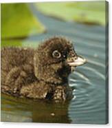 Baby Loon Canvas Print
