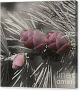 Baby Pine Cones In Partial Color Canvas Print
