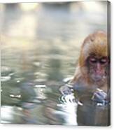 Baby Snow Monkey In Hot Spring Canvas Print