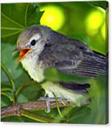 Baby Sparrow In The Maple Tree Canvas Print