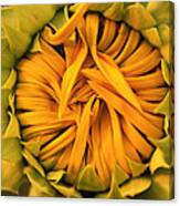 Baby Sunflower Canvas Print