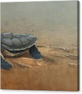 Baby Turtle Canvas Print