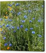 Bachelor's Meadow Canvas Print