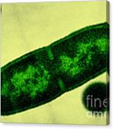 Bacillus Licheniformis Canvas Print