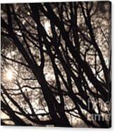 Backlit Branches Of A Majestic Tree I Canvas Print