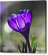 Backlit Purple Crocus Canvas Print