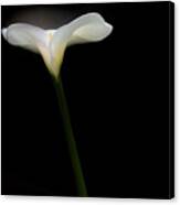 Backlit White Calla Lily Canvas Print