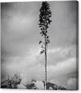 Lone Tree Landscape Canvas Print