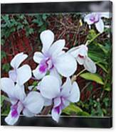 Backyard Orchid Two Canvas Print