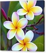 Backyard Plumeria Canvas Print