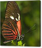 Balancing Butterfly Canvas Print