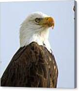 Bald Eagle-a Canvas Print