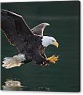 Bald Eagle Catching Fish Canvas Print