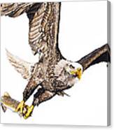 Bald Eagle Fishing White Background Canvas Print