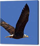 Bald Eagle Fly By Canvas Print