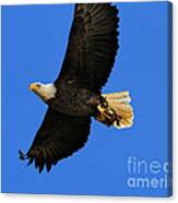 Bald Eagle In Flight Canvas Print