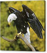 Bald Eagle In Perch Wildlife Rescue Canvas Print