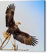 Bald Eagle Launching Canvas Print