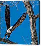 Bald Eagle Launching Into Flight Canvas Print