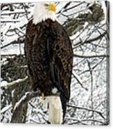 Bald Eagle Canvas Print