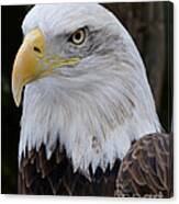 Bald Eagle Portrait Canvas Print