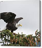Bald Eagle Taking Flight Alaska Canvas Print