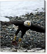 Bald Eagle Taking Off From River Canvas Print