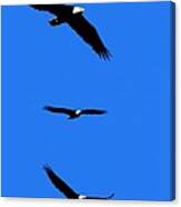 Bald Eagle Triptych Canvas Print