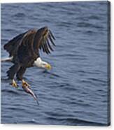 Bald Eagle With A Fish Canvas Print