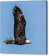 Bald Eagle With Catch Of The Day Canvas Print