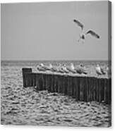 Baltic Sea-gulls Canvas Print