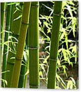Bamboo 1 Canvas Print