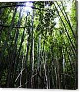 Bamboo Anyone Canvas Print