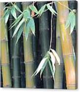 Bamboo Crowd Canvas Print