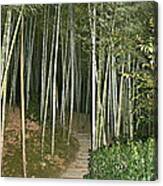 Bamboo Forest Pathway Canvas Print