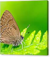 Banded Hairstreak Butterfly Canvas Print