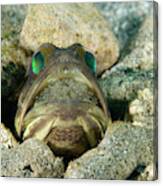 Banded Jawfish Incubating Eggs In Mouth Canvas Print