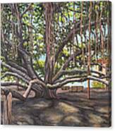 Banyan Tree Lahaina Maui Canvas Print