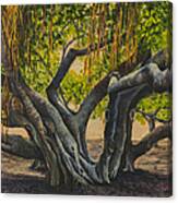 Banyan Tree Maui Canvas Print