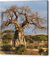 Baobab Tree Ruaha Np Tanzania Canvas Print