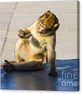 Barbary Ape And Chewing Gum Canvas Print
