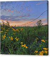 Barbed Wire And Common Tansy Canvas Print