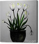 Barely White Tulips On A Table Canvas Print