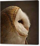 Barn Owl 3 Canvas Print